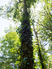 Obraz premium Ivy gracefully wraps around the trunk of a mighty tree, creating a harmonious picture of nature in a green forest environment