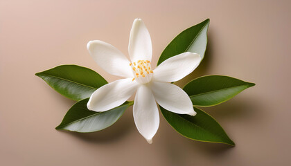 Obraz premium A Neroli blossom. White citrus tree bloom, isolated on a Pastel