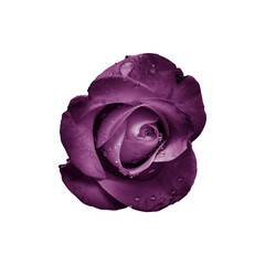 Isolated deep purple rose on transparent background