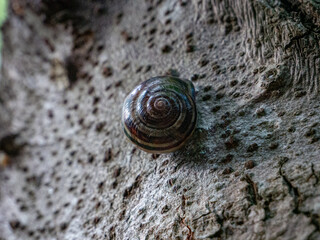 snail on a tree