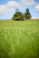 Green Meadow with Trees in Background