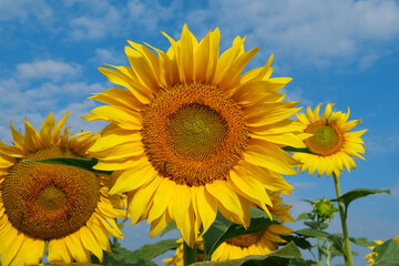 On the field of sunflowers little working bees sits on the sunflower