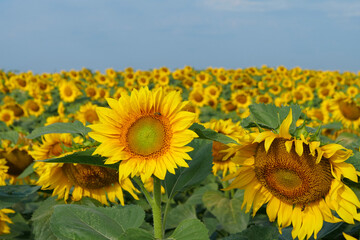 Field of beautiful sunflowers with many bees working. Bees are hard at work