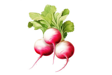 Radish Illustration: A colorful and crisp illustration of the root vegetable isolated on a clean white background, highlighting its freshness
