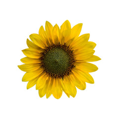 Isolated sunflower on transparent background