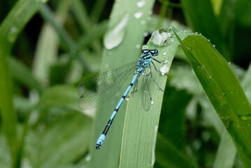 Azure damselfly , Coenagrion puella malle sitting on grass after rain. With water drops on leaves