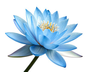 Blue lotus flower isolated on white background as transparent. PNG. AI GENERATED.