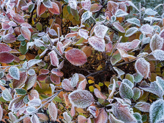 Multicolored autumn leaves are covered with frost. First frost. Natural background with frosty...