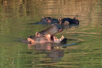 Hippopotame, Hippopotamus amphibius, Afrique du Sud