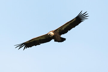 Vautour fauve,.Gyps fulvus, Griffon Vulture, Parc naturel régional des grands causses 48, Lozere, France