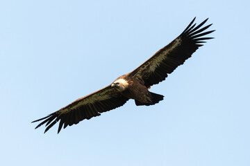 Vautour fauve,.Gyps fulvus, Griffon Vulture, Parc naturel régional des grands causses 48, Lozere, France