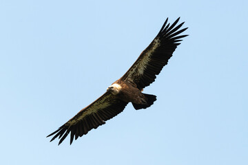 Vautour fauve,.Gyps fulvus, Griffon Vulture, Parc naturel régional des grands causses 48, Lozere, France