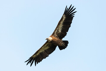 Vautour fauve,.Gyps fulvus, Griffon Vulture, Parc naturel régional des grands causses 48, Lozere, France