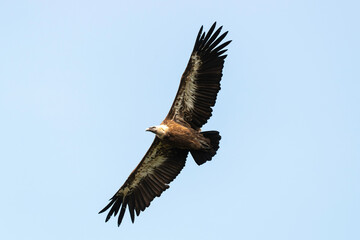 Vautour fauve,.Gyps fulvus, Griffon Vulture, Parc naturel régional des grands causses 48, Lozere, France