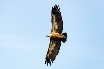 Vautour fauve,.Gyps fulvus, Griffon Vulture, Parc naturel régional des grands causses 48, Lozere, France