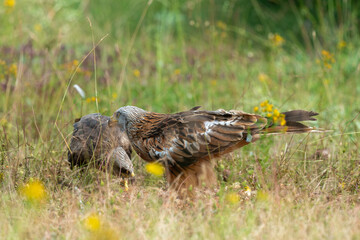 Milan royal,.Milvus milvus , Red Kite