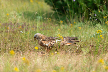 Milan royal,.Milvus milvus , Red Kite