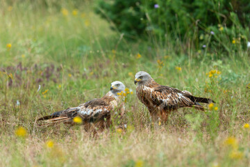 Milan royal,. Milvus milvus , Red Kite