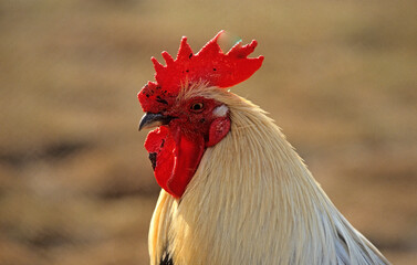 Coq, race Charollais