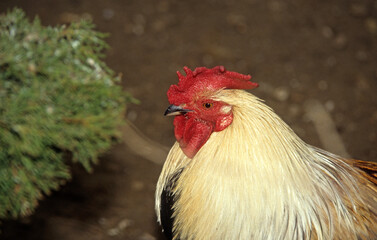 Coq, race Charollais