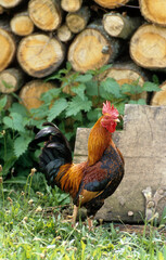Coq, race Leghorn