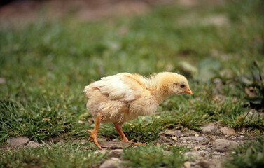 Poule, poussin, jeune