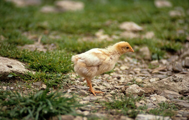 Poule, poussin, jeune