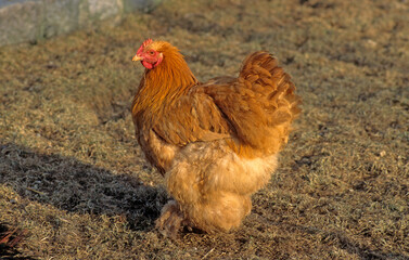 Poule, race Orpington