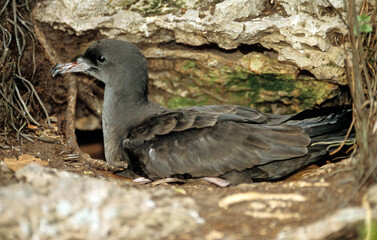 Puffin fouquet, Puffin du Pacifique,.Ardenna pacifica, Wedge tailed Shearwater, Puffinus pacificus, Ile Cousin, Seychelles
