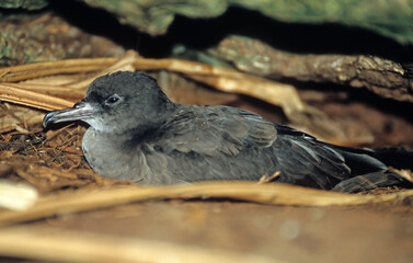 Puffin fouquet, Puffin du Pacifique,.Ardenna pacifica, Wedge tailed Shearwater, Puffinus pacificus, Ile Cousin, Seychelles