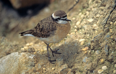 Gravelot à triple collier,.Charadrius tricollaris, Three banded Plover, Parc national Kruger,...