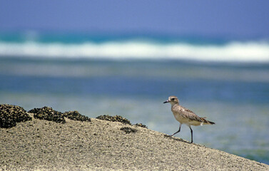 Pluvier argenté,.Pluvialis squatarola, Grey Plover
