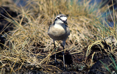 Gravelot à triple collier,.Charadrius tricollaris, Three banded Plover, Parc national Kruger, Afrique du Sud