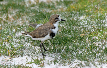 Pluvier des Falkland, Gravelot des Falkland, Anarhynchus falklandicus, Two banded Plover, Iles...