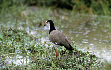 Obraz premium Vanneau à ailes blanches,.Vanellus crassirostris, Long toed Lapwing