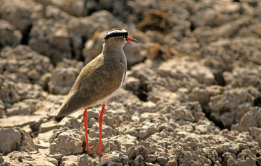 Vanneau couronné,.Vanellus coronatus, Crowned Lapwing, Afrique du Sud