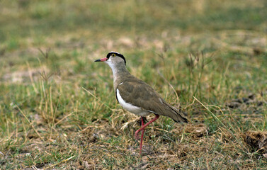 Vanneau couronné,.Vanellus coronatus, Crowned Lapwing, Afrique du Sud