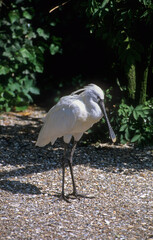 Spatule blanche, Platalea leucorodia, Eurasian Spoon
