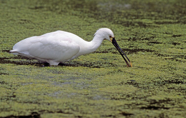 Spatule blanche, Platalea leucorodia, Eurasian Spoon