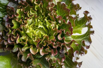 A close-up photo of fresh green lettuce with intricate, curly leaves