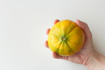 Juicy brazilian hybrid tangerine held by caucasian hand. Tropical citrus orange fruit. Vitamin rich...