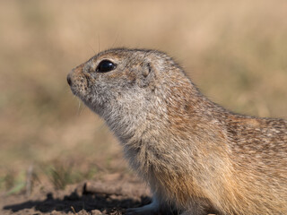 Profile portrait of prairie dog, close-up