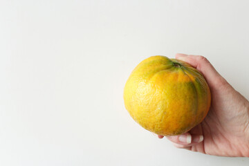 Organic brazilian hybrid tangerine held by caucasian hand. Tropical citrus orange fruit. Vitamin...
