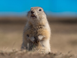 A prairie dog stands on its hind legs in a grassy field