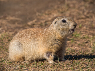 Profile portrait of prairie dog, close-up