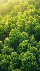 Naklejka premium Aerial view of a dense forest showcasing its vital role in co2 capture for climate action