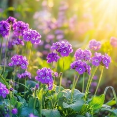 Obraz premium Purple Primula denticulata blooms in spring