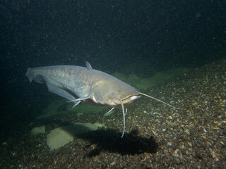 Underwater Close-Up of a Whiskered Catfish in Murky Freshwater Habitat