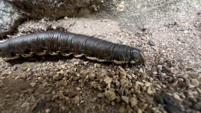 Caterpillar of Convolvulus Hawk-moth (Agrius convolvuli) looking for shelter to form a pupa and reproduce. Macro insect view in wildlife