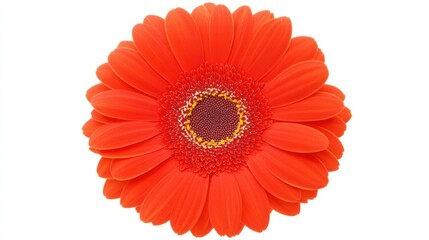 Vibrant orange gerbera daisy flower in full bloom